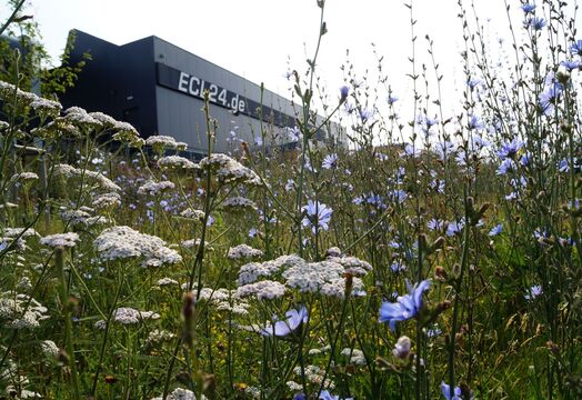 Hinter dem Gebäude von ECL in Chemnitz steht eine Bienenwiese mit vielfältigen Blumen für mehr Nachhaltigkeit.